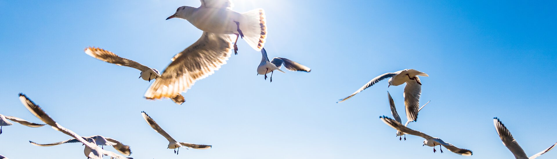 Möven am Meehr vor blauem Himmel und Sonne